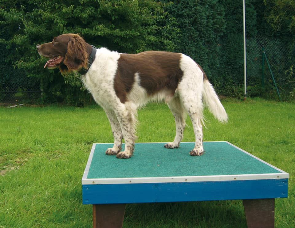 Stammtisch für Hundefreunde