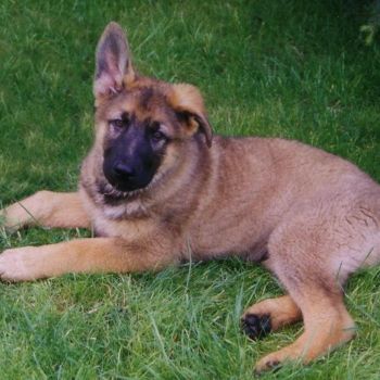 Welpen / Junghunde